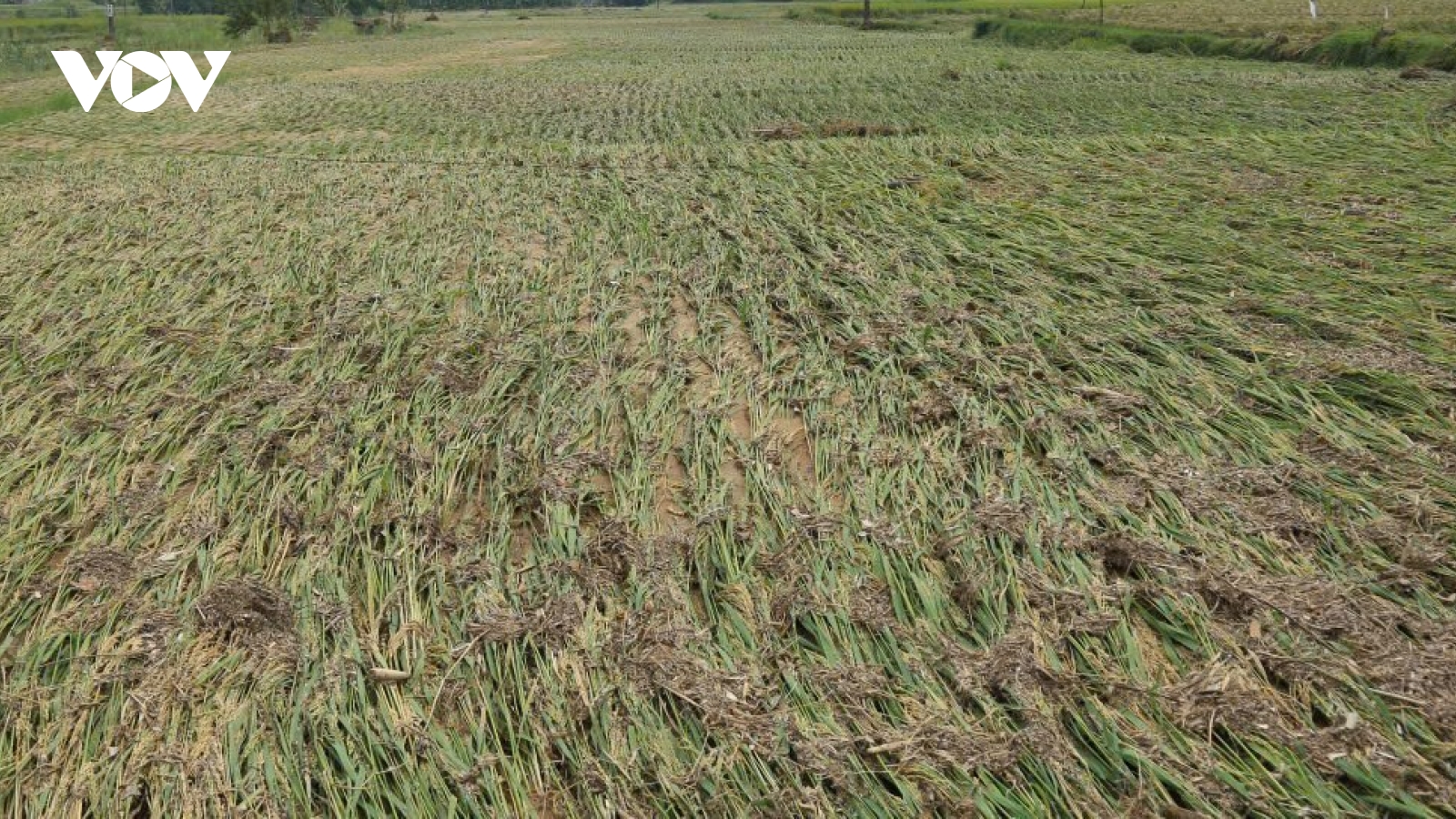 Khôi phục sản xuất nông nghiệp ở vùng lũ Lào Cai còn lắm gian nan